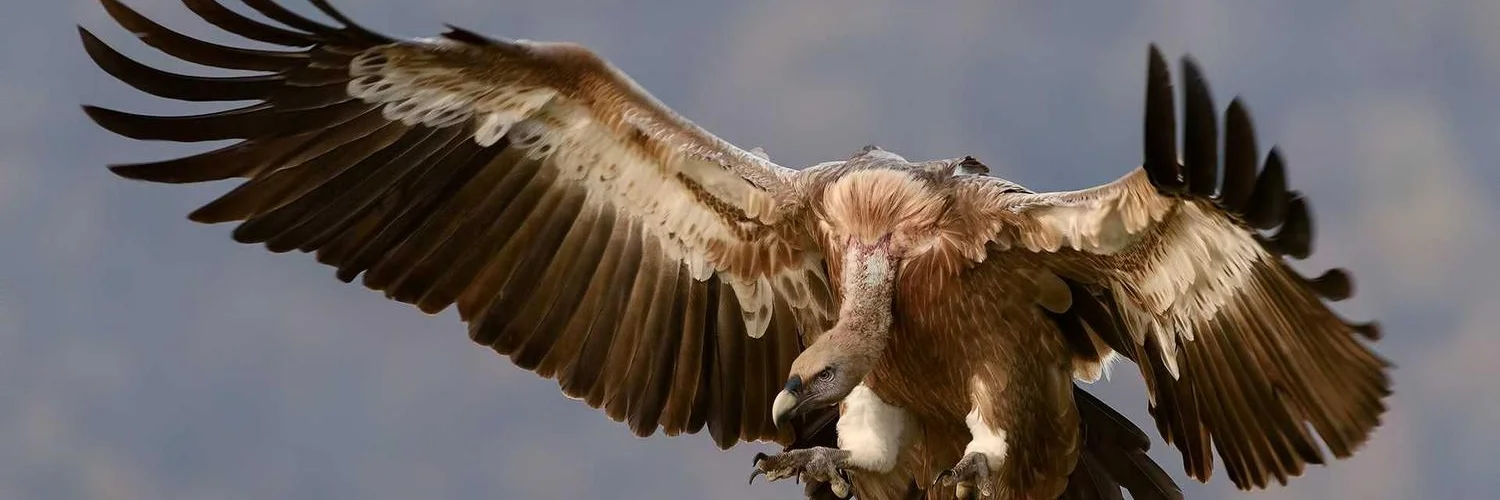 Linus Tech Tips (banner)