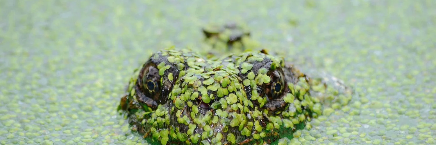 Half as Interesting (banner)